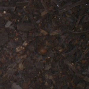 Bladderwrack  (Fucus vesiculosus)