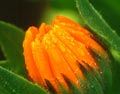 Marigold  (Calendula officinalis)