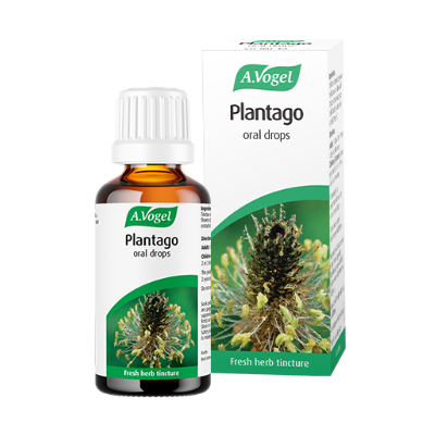 A Vogel's Plantago drops